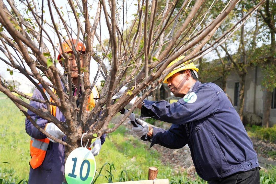奉贤区举办花灌木技能培训暨修剪大赛